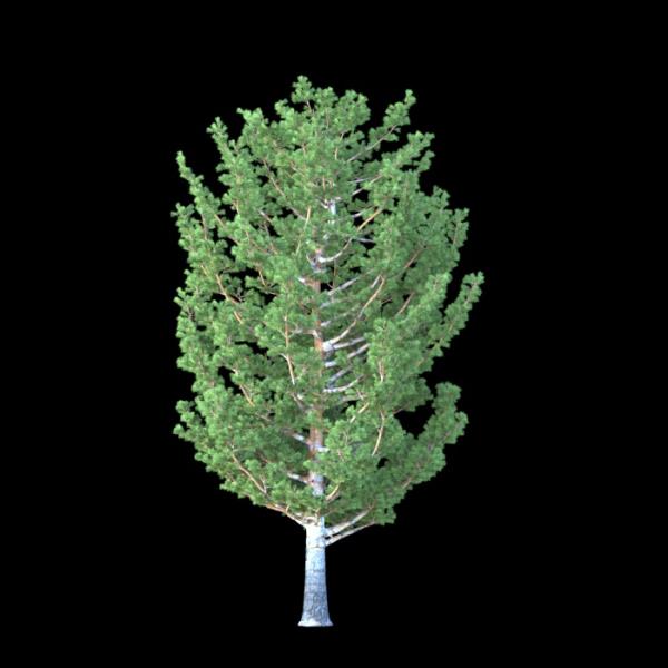 درخت کاج Tree - دانلود مدل سه بعدی درخت کاج Tree - آبجکت سه بعدی درخت کاج Tree - دانلود آبجکت سه بعدی درخت کاج Tree -دانلود مدل سه بعدی fbx - دانلود مدل سه بعدی obj -PinusCembra 3d model free download  - PinusCembra 3d Object - PinusCembra OBJ 3d models - PinusCembra FBX 3d Models - 